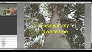 Ceratocystis wilt of eucalyptus and mango trees August 2013 [upl. by Terrye]