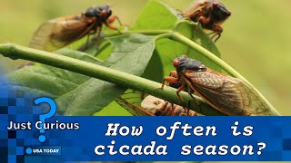 When do cicadas come out in 2024 What you can expect to see and hear  JUST CURIOUS [upl. by Jimmy]