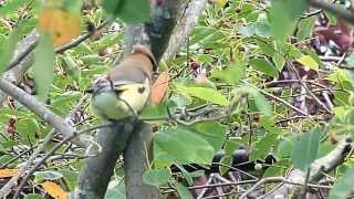 Jaseur d Amérique qui mange des fruits Waxwing that eats fruits [upl. by Erreip]