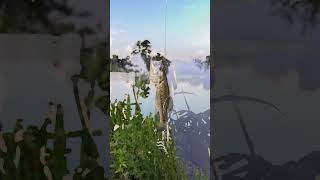 fishhooks fishing shorts viralvideo [upl. by Sulamith900]