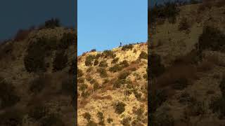 Whiteface ridge above Simi Valley Dog Park [upl. by Alrats]