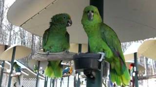 YellowNaped Amazon Parrots Talking like an Old Married Couple [upl. by Nylrebmik]