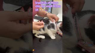 Insertion of microchip under skin of kitten uk England 🐈🐈 [upl. by Arlena243]