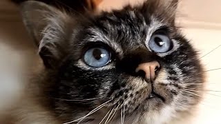 Birman Tabby Point Cat [upl. by Damiani]