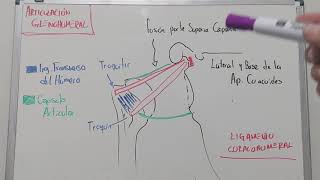 Articulación Glenohumeral  Ligamento Coracohumeral [upl. by Adnalro715]