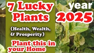 7 Lucky Plants for Home and Workplace in 2024 Health Wealth and Prosperity [upl. by Amalbena649]