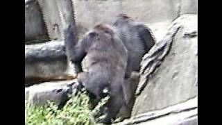 Cincinnati Zoo gorillas Harambe shooting here [upl. by Ceporah]