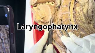 Pharynx dissection [upl. by Barbie]