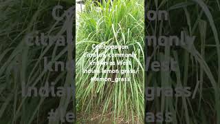 Cymbopogoncitratus commonly known as WestIndianlemongrass or lemongrass लेमनग्रास [upl. by Iznek]