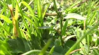 Common knotgrass Polygonum aviculare  20140907 [upl. by Barren]