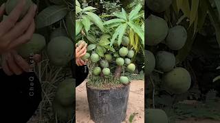 How to Grow Mango Tree at Home 🥭 Using Aloevera plants farming shorts [upl. by Steep]