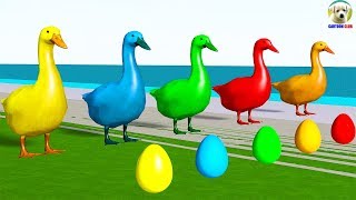 Learn Colors with Duck lay Eggs Colors Cartoon for Kids [upl. by Ormand]