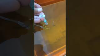 Feeding my guppy fishes mosquito larva✌🏻✌🏻feeding guppy fish viralshorts video bettafish [upl. by Eart]