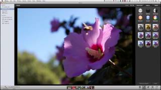 A Beginners Guide To iPhoto [upl. by Htebaile]