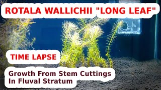 Time Lapse Rotala Wallichii quotLong Leafquot Growth From Stem Cuttings In Fluval Stratum – 44 Days [upl. by Atsugua]