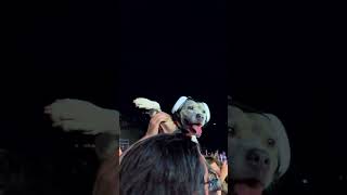 Dog Wearing Ear Muffs Vibes With Owner at Blink182 Concert [upl. by Ulane280]