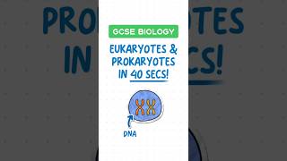 GCSE Biology  Eukaryotes vs Prokaryotes in 40 seconds ⏱️ [upl. by Belding]