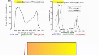 Photosynthesis Part 6 Action vs Absorption Spectrum IB Biology [upl. by Akemad]