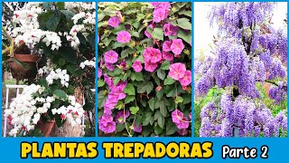 10 PLANTAS TREPADORAS con FLORES para DECORAR EL HOGAR [upl. by Eico]