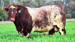 The Grove Shorthorns Bull Sale 2015 [upl. by Schroder]