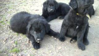 Black Golden Retrievers for Sale Terrell Tx [upl. by Hill]