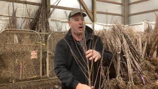 Thads Grower Update Bareroot trees [upl. by Zilevi]