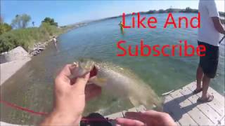 Bullhead AZ Trout Fishing [upl. by Darrick]