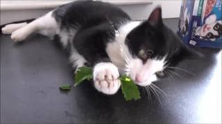 My Cat Gets High On Catmint  Allotment Grow How cats [upl. by Tull]