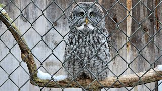 One of the Tallest Owls in the World [upl. by Alver]