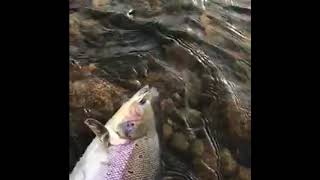 14lb spring salmon Upper Delvine River Tay Feb 2018 [upl. by Alios451]