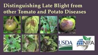 Distinguishing Late Blight from Other Tomato and Potato Diseases [upl. by Assenov842]