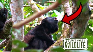 HOWLER Monkeys WHY Are They SO LOUD monkey [upl. by Caren]