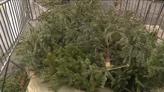 Grenoble installe des points de collecte pour éviter les décharges sauvages de sapins de Noël [upl. by Flanders847]