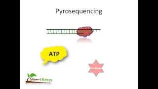 Pyrosequencing [upl. by Arodal]