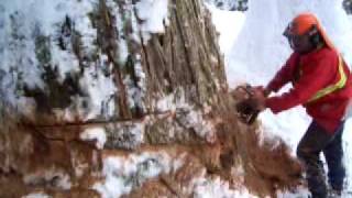 Aaron knocking down a big cedar in Revelstoke [upl. by Kellie200]