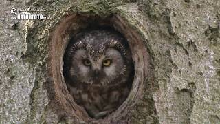 Sýc rousný  Aegolius funereus  Boreal Owl  Raufußkauz [upl. by Pier]