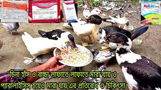 চিনা হাঁস ও বাচ্চা লাফাতে লাফাতে মারা যায় এর প্রতিরোধ ও চিকিৎসা cina hash mara jay duck farming [upl. by Harrell]