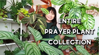 Prayer Plant Collection  16 Prayer Plants  Stromanthe Maranta Calathea Ctenanthe [upl. by Blum]