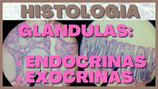 Glandulas Endocrinas y Exocrinas Histología [upl. by Son]