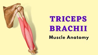 Triceps Brachii Muscle Anatomy  Posterior Arm Muscle  Doctor Speaks [upl. by Amorita]