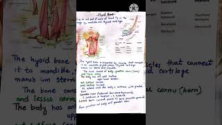 Hyoid Bone Part 1 trendingshorts shorts mbbs [upl. by Bekelja]