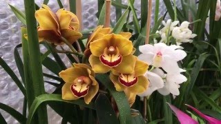 Cymbidiums—blooms and care [upl. by Eittel507]