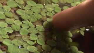 Aquarium Plant Overview Salvinia [upl. by Htrahddis128]