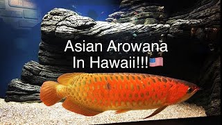 Asian Arowana In Hawaii Seeing My First Asian Arowana [upl. by Asalocin]