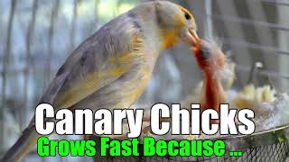 Canary Chicks Grows Fast Because لهذا السبب تنمو فراخ الكناري بسرعة [upl. by Rehotsirk]