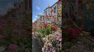 Newquay🌸🏡 beautifulshort beautifulukcornwall flowers streets houses garden [upl. by Karia409]