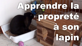 Apprendre la propreté à son lapin [upl. by Claudianus]