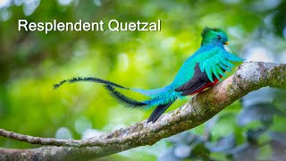 Resplendent Quetzal nesting  Costa Rica [upl. by Adnilim729]