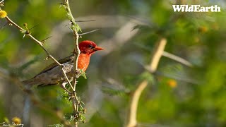 WildEarth  Sunrise Safari  09 March 2024 [upl. by Adraynek]