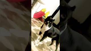 Pitpitbull pitbulldog pitbulls aggressive pitbulldogvideoindia bullybreed [upl. by Cresa]